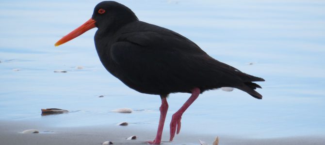 Tag 10: One day at the Ohope Beach…