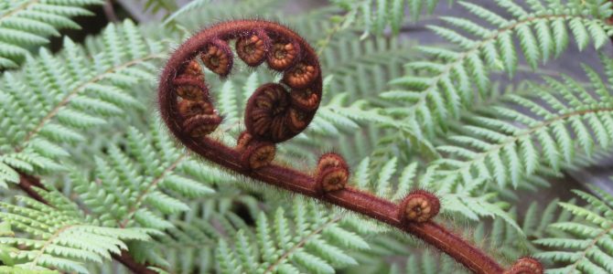 Tag 11: Redwoods und Maori