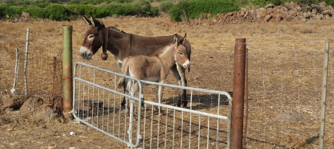 Sardinien Bike Tag #4: Baronia – Kraftplatz