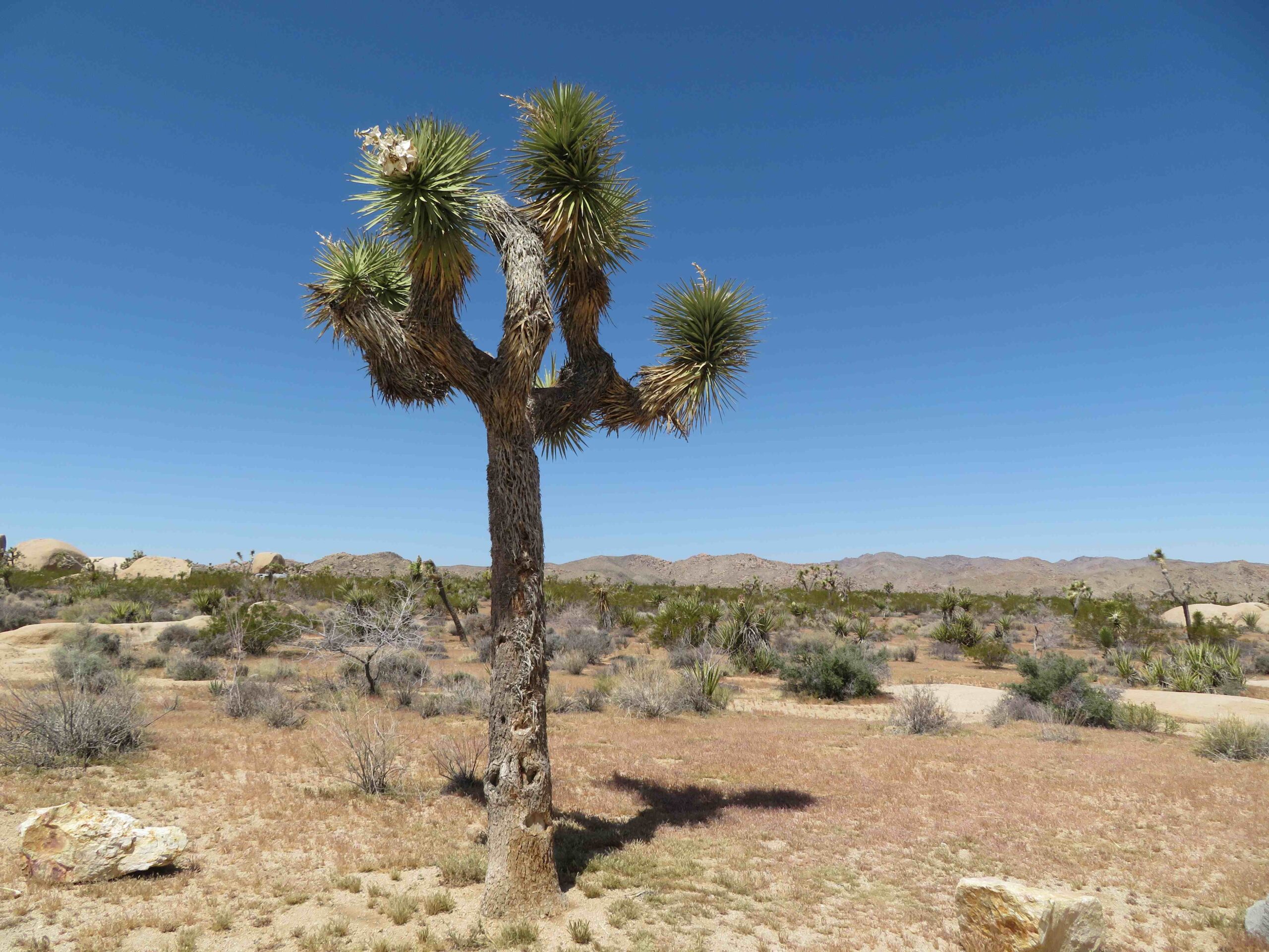 USA2023: day #04 — Joshua Tree National Park