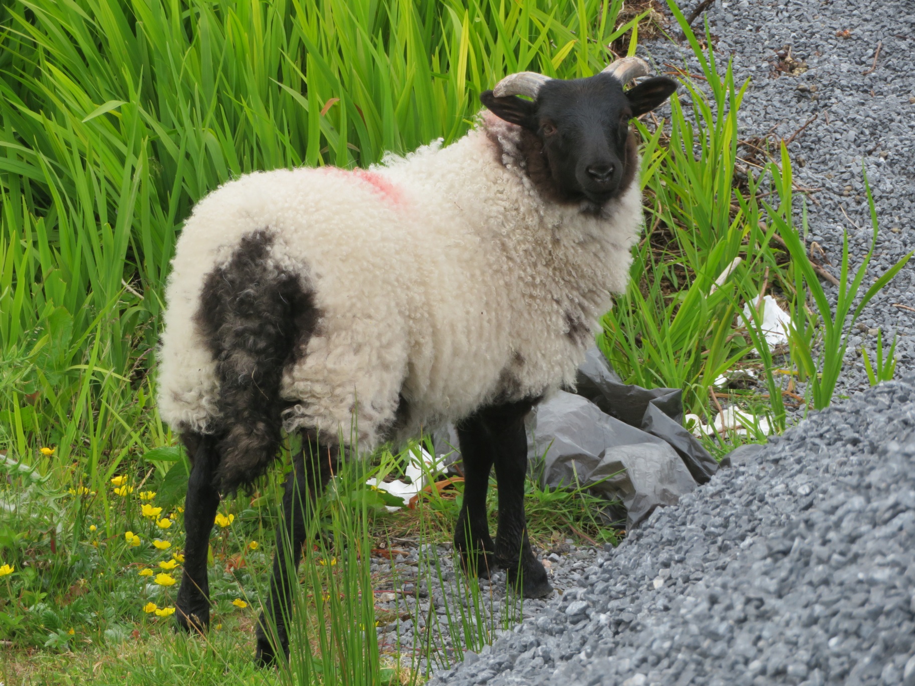 Ireland Day #7: From Donegal Bay via Westport to Clifden Bay